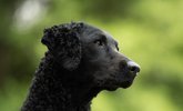 Vasernes Kennel - Curly Coated Retriever